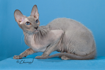 Peterbald sales kittens available