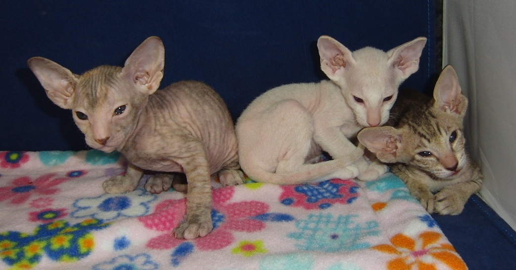 peterbald sphynx kittens for sale